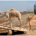 camel1 live