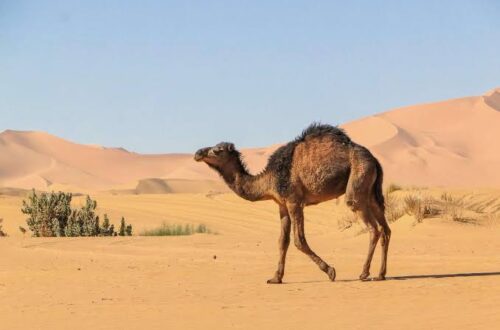 camel live