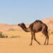 camel live