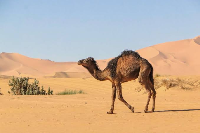 camel live